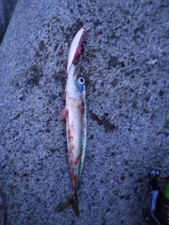 マサバの釣果