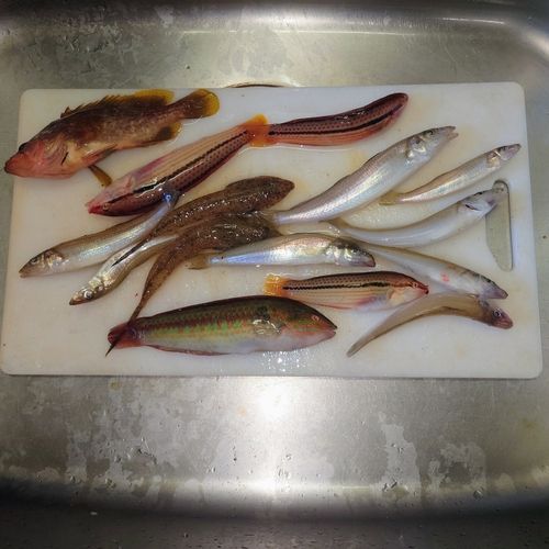 キスの釣果