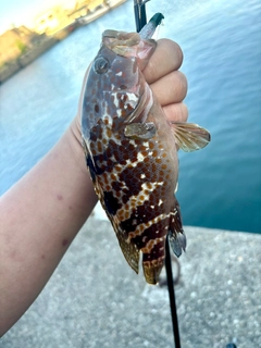 キジハタの釣果