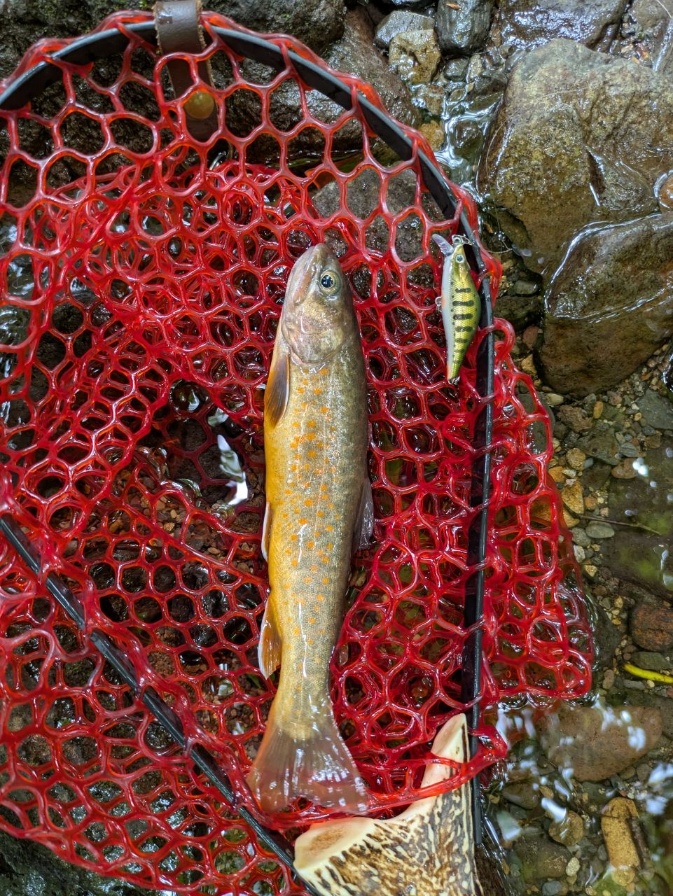 ジャクソン　カワセミラプソディ　 KWSM C46L 訳あり、使用は問題無し ジャクソンカワセミラプソディKWSM-S50L