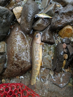 イワナの釣果