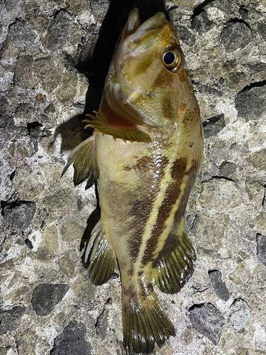 シマソイの釣果