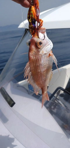 マダイの釣果