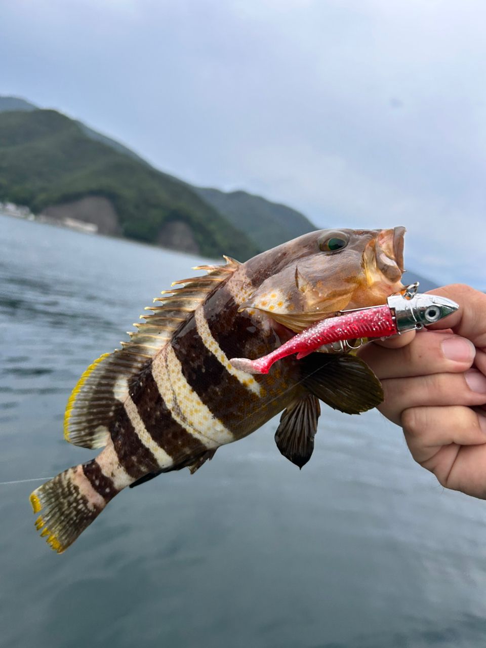 ハタ