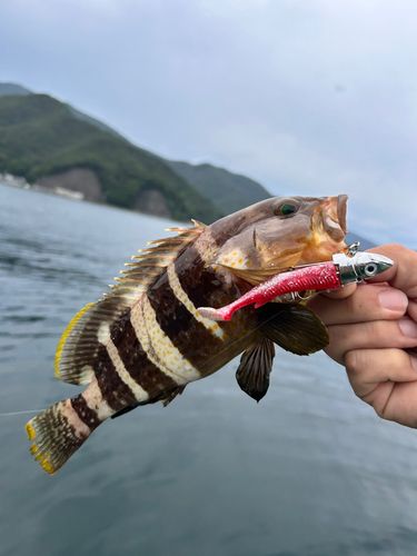 ハタの釣果