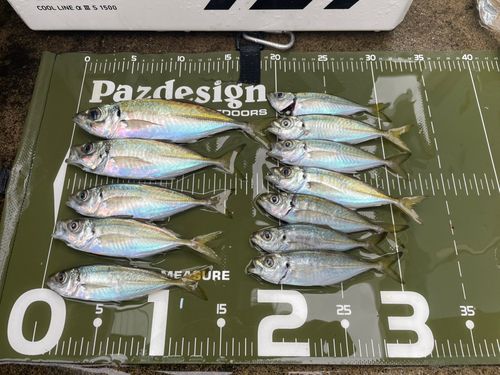 アジの釣果