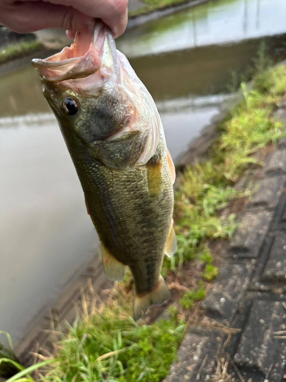 ラージマウスバス