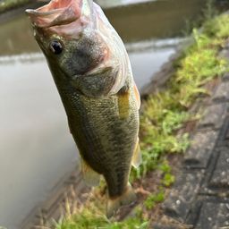 ラージマウスバス