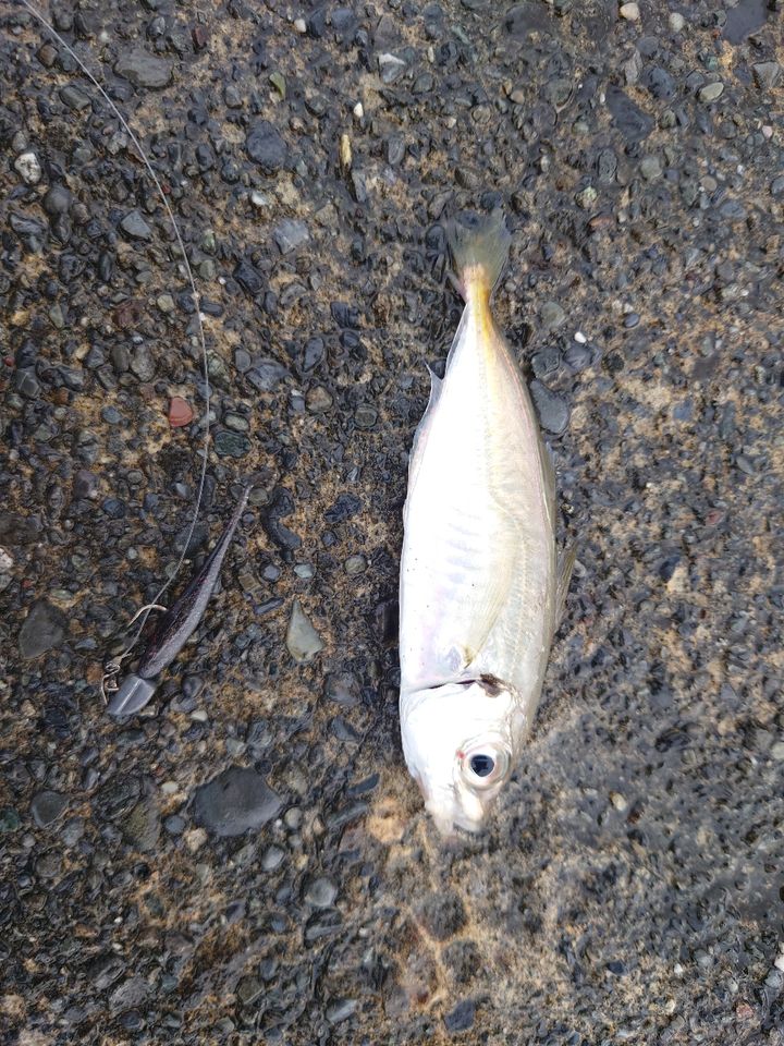 アジ