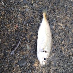 アジ