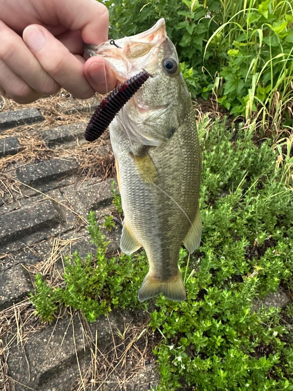 ラージマウスバス