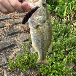 ラージマウスバス