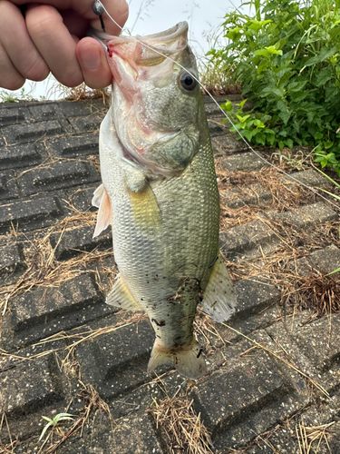 ラージマウスバスの釣果