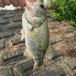 ラージマウスバス