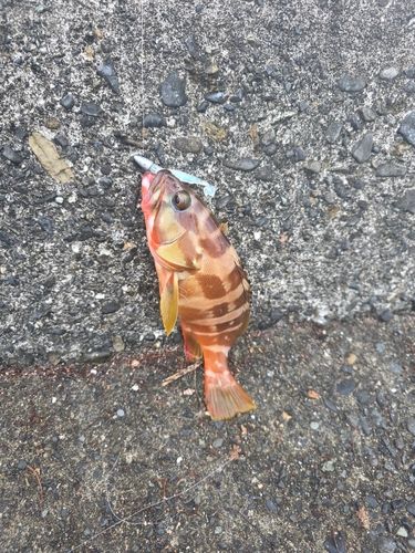 アカハタの釣果