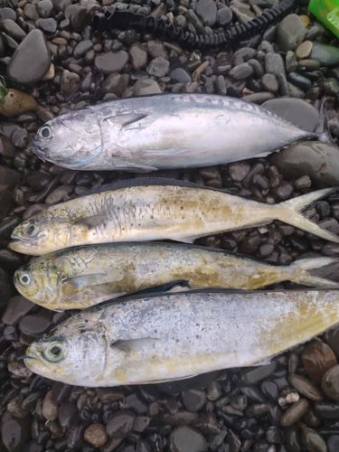 ソウダガツオの釣果