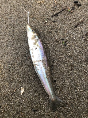 シロギスの釣果