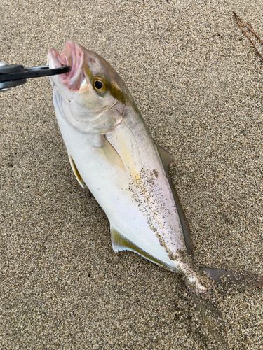 釣果