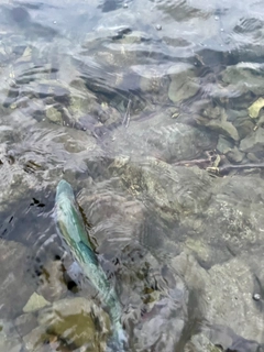 ニジマスの釣果