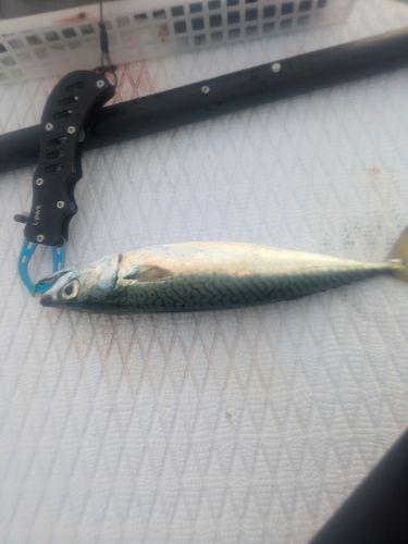 ゴマサバの釣果