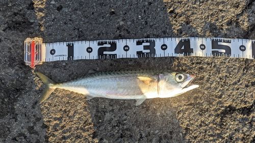 サバの釣果