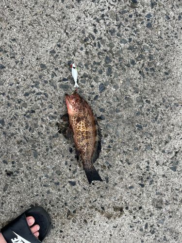 オオモンハタの釣果