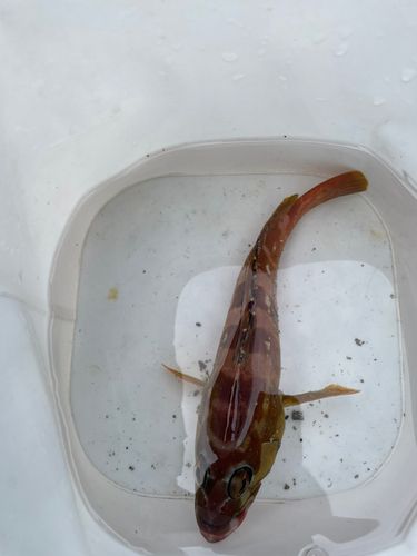 アカハタの釣果