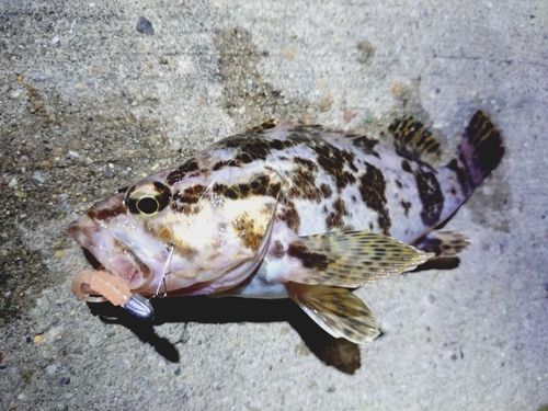 タケノコメバルの釣果