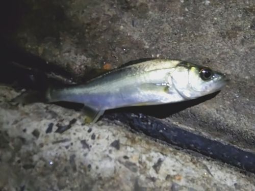 セイゴ（マルスズキ）の釣果