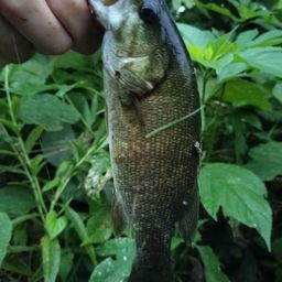 スモールマウスバス