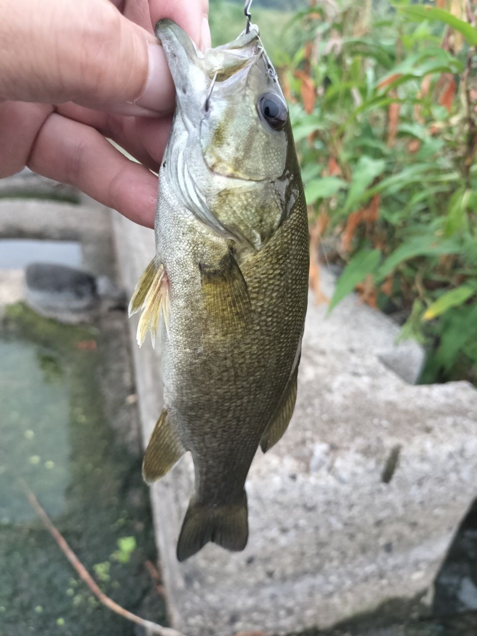 スモールマウスバス