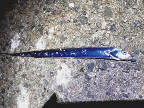 タチウオの釣果