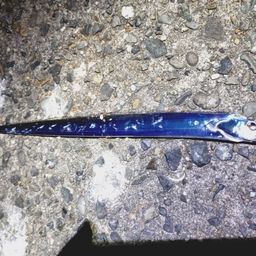 タチウオ