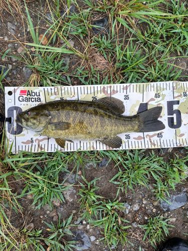 スモールマウスバスの釣果