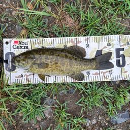 スモールマウスバス