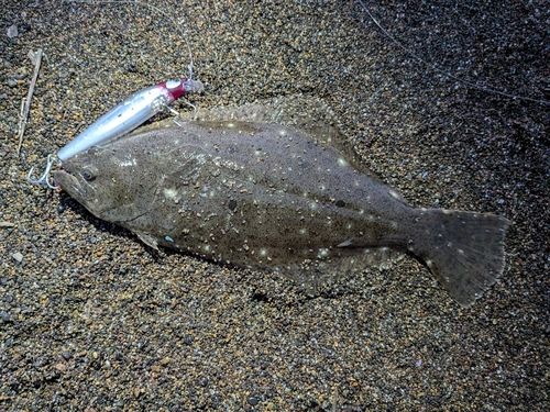 ソゲの釣果