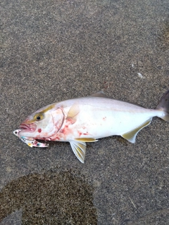 ショゴの釣果