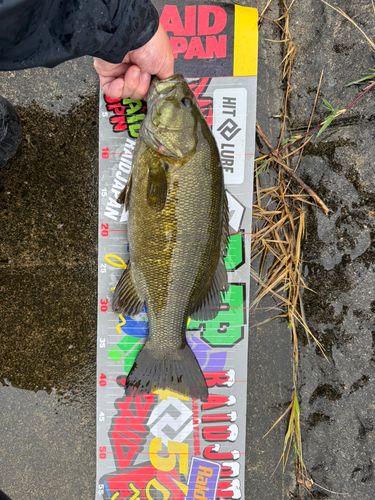 スモールマウスバスの釣果
