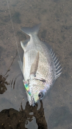 キビレの釣果