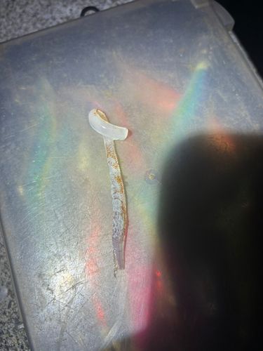 ケンサキイカの釣果