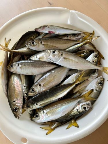 アジの釣果
