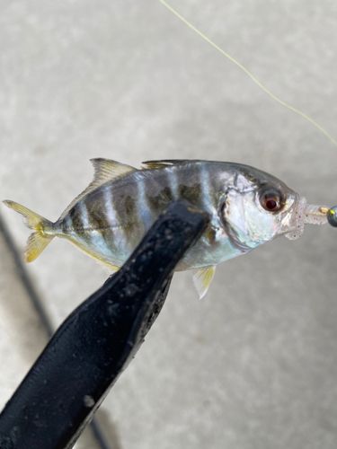 ギンガメアジの釣果