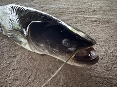 ナマズの釣果