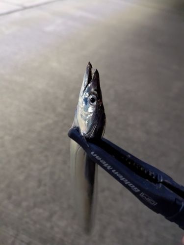 タチウオの釣果