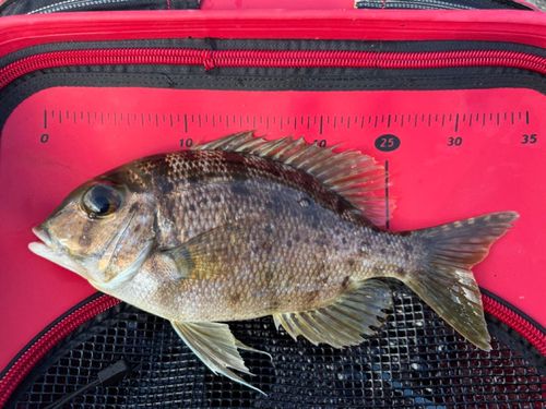 メイチダイの釣果