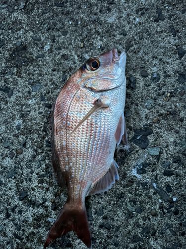 タイの釣果