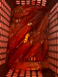 ケンサキイカの釣果