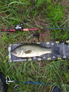 ブラックバスの釣果