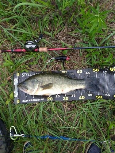 ブラックバスの釣果