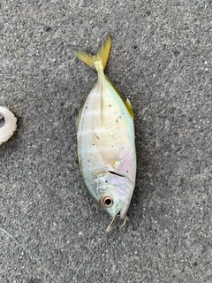 ギンガメアジの釣果